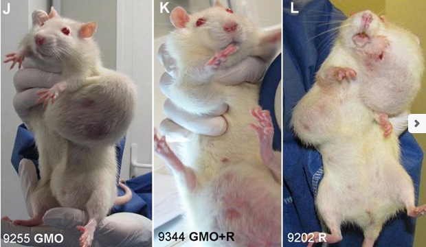 GMO feed and tumors in lab rats